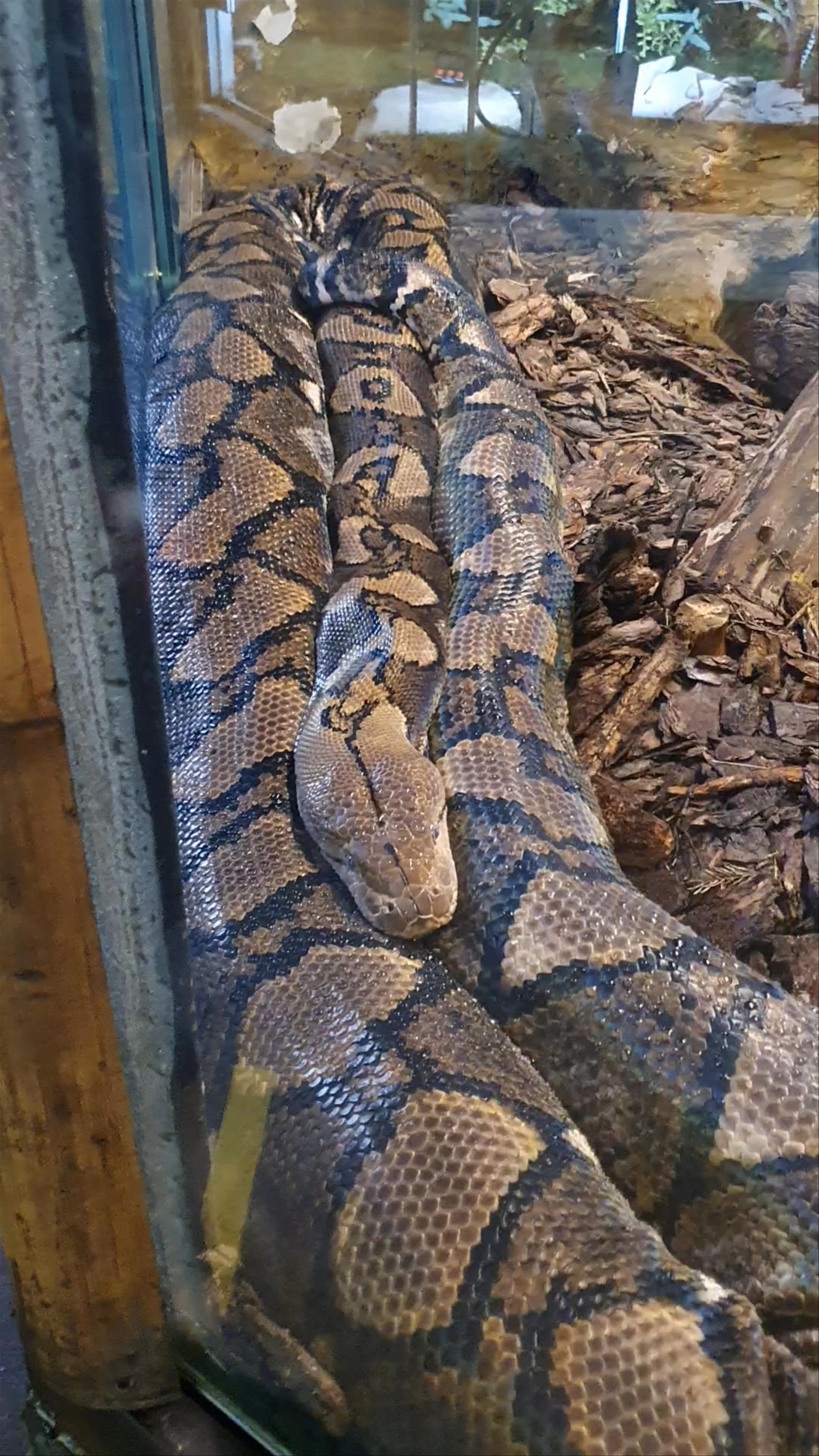 Riga Zoo Python Close-Up: Encounter with a Giant Constrictor