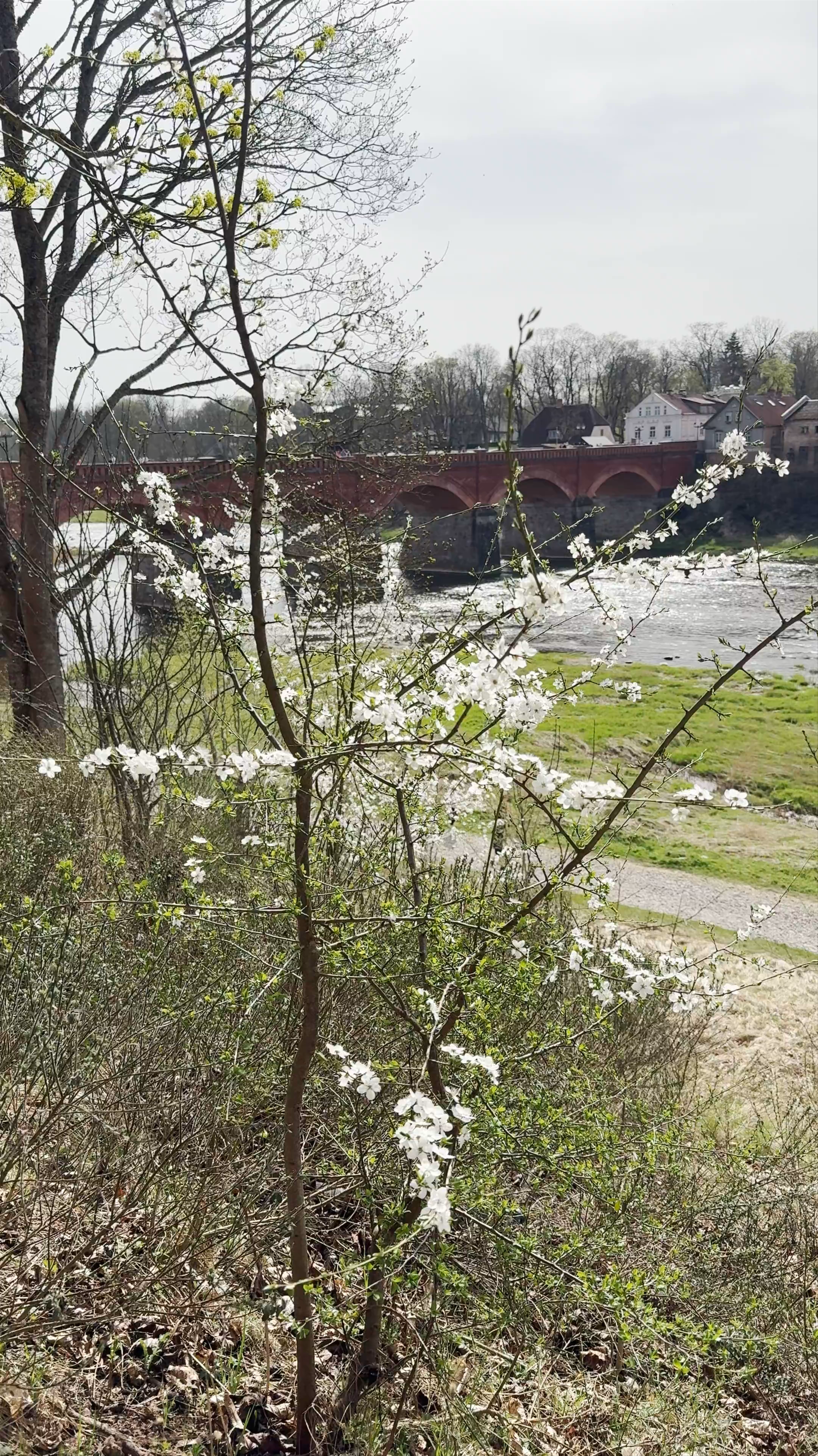 Kuldīga Brick Bridge and Springtime Blossoms in Venta, Latvia