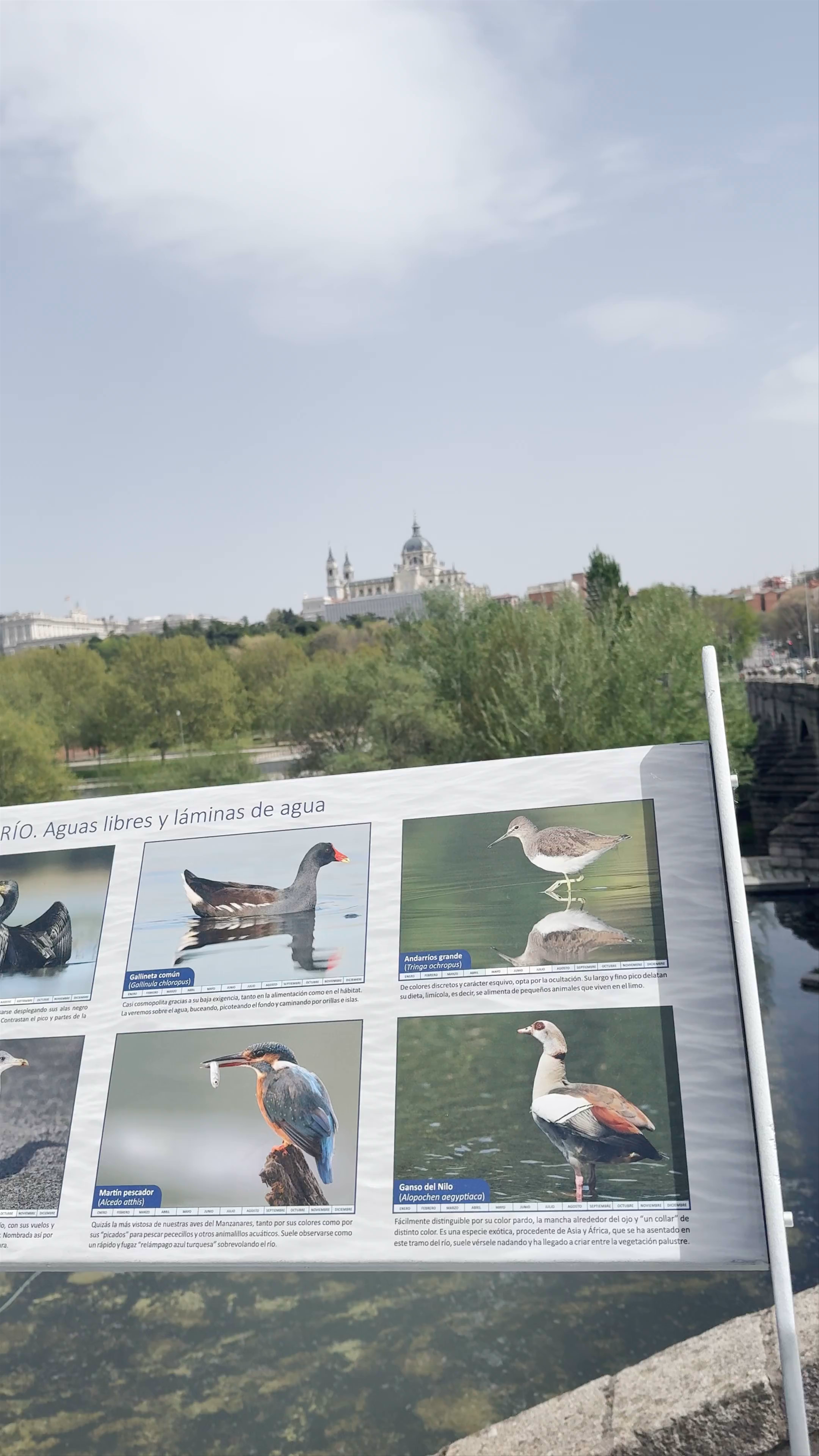 Discovering Birdlife and Scenic Views at Madrid Río Park