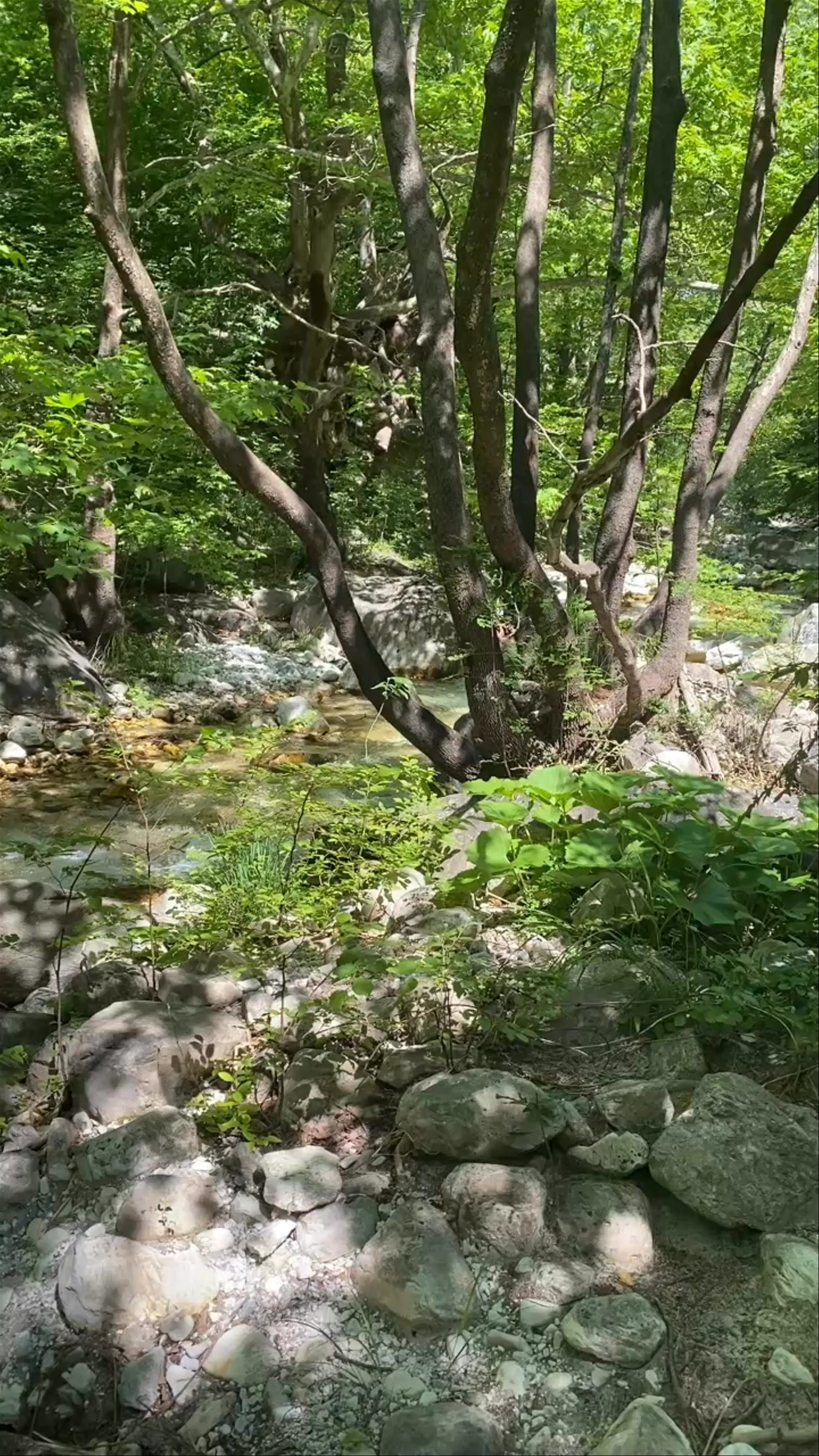 Nik. Rema
