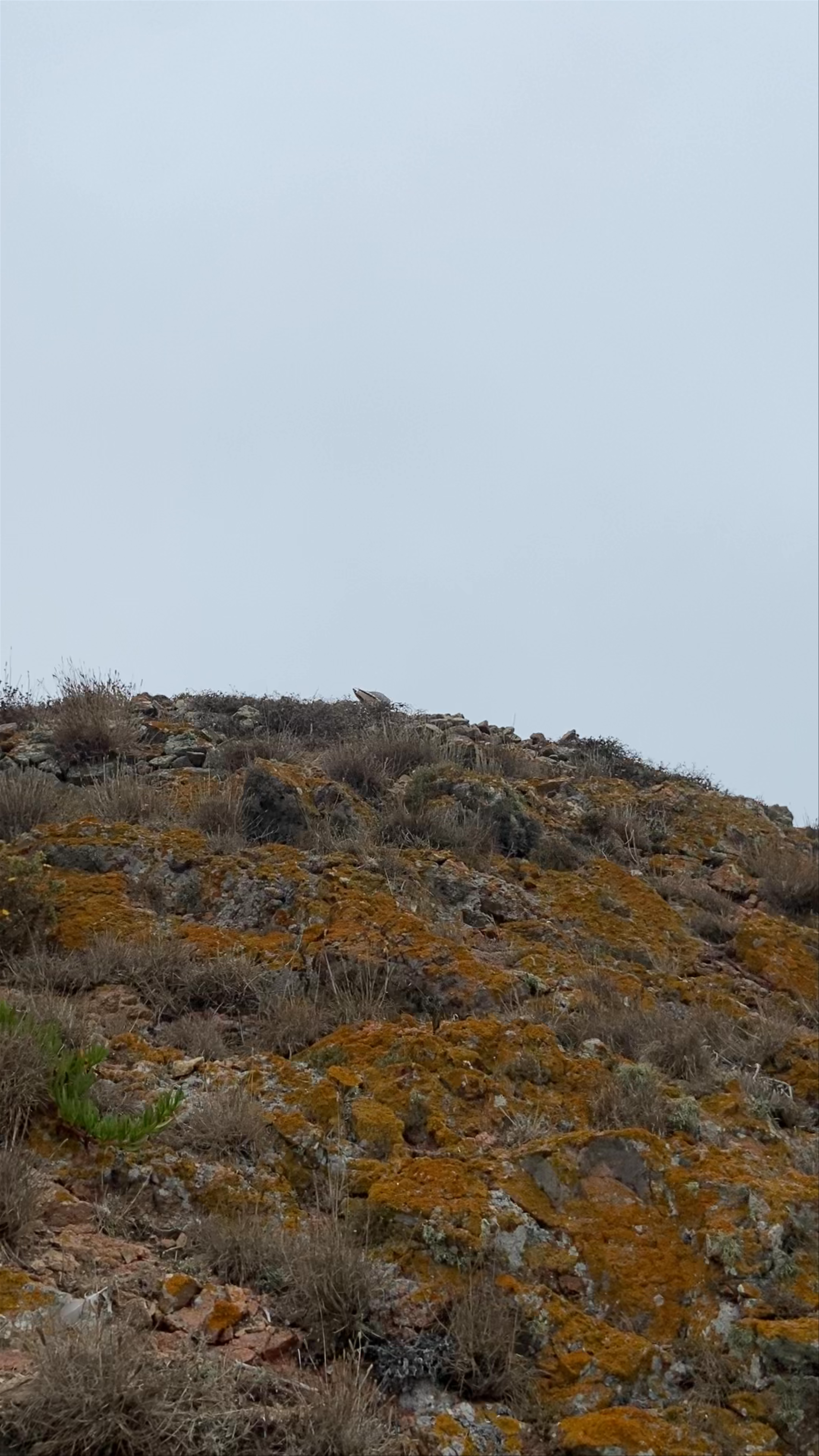 Reserva Natural das Berlengas