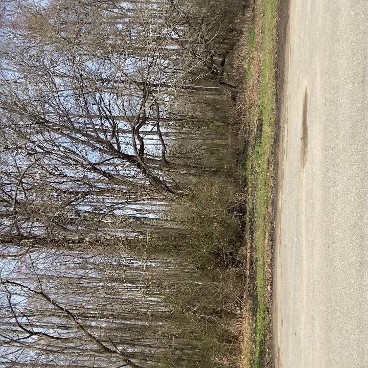 Mordecai Johnson Memorial Park - The tree frogs in the dead of spring chirping in the forest around Mordecai Johnson Memorial Park. - Parks Near Me