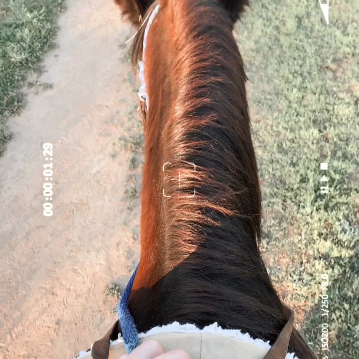 Trail Brothers - My love to horses will never end - Horseback Riding Near Me - Elverta, California