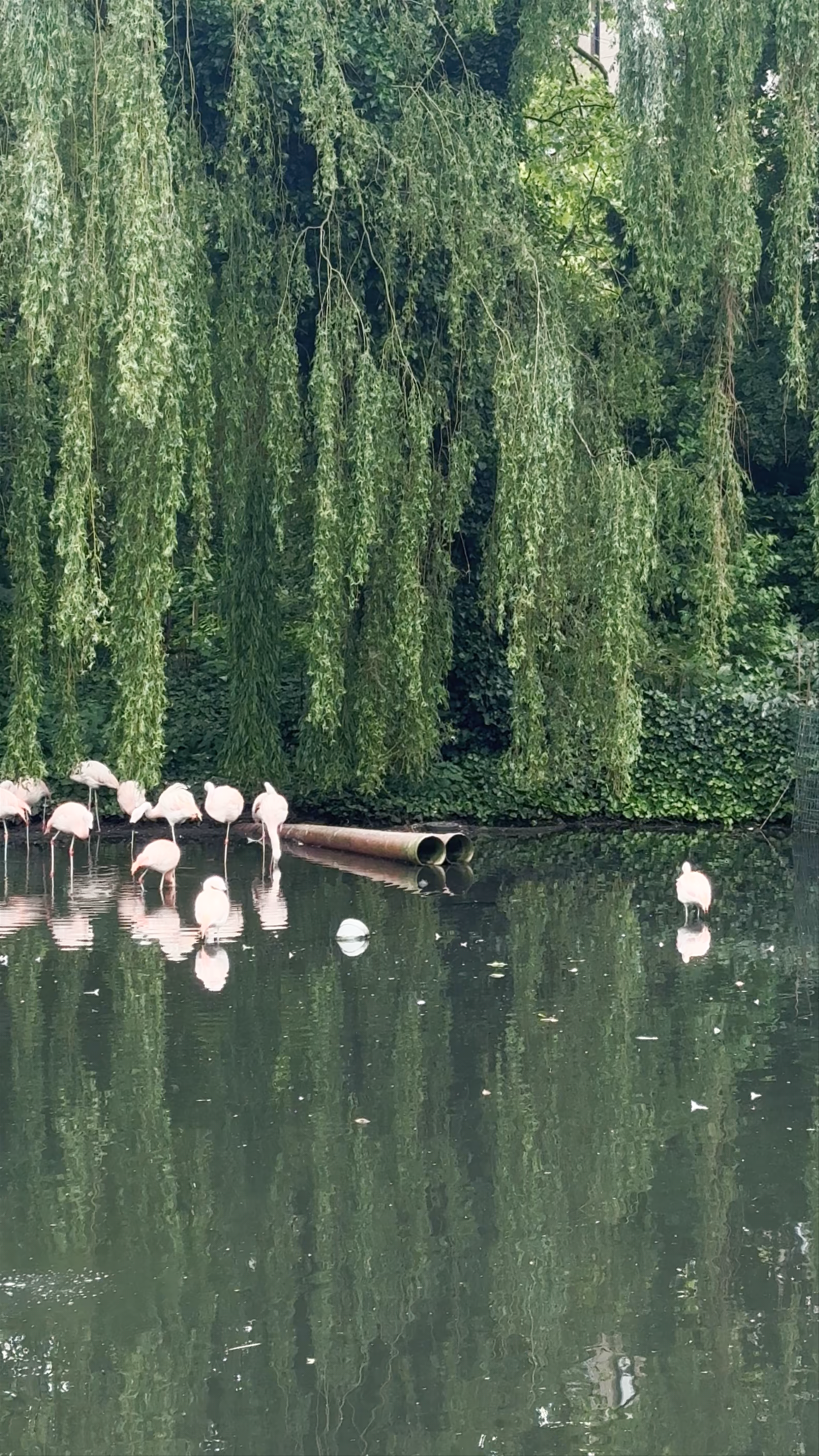 Tranquil Flamingos at Artisvijver Pond, Amsterdam