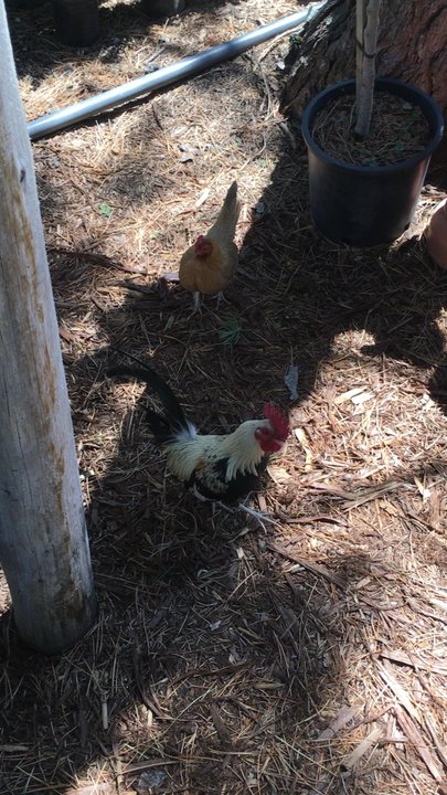 Noles Nursery - More chickens! - Nurseries & Gardening Near Me - Murray, Utah