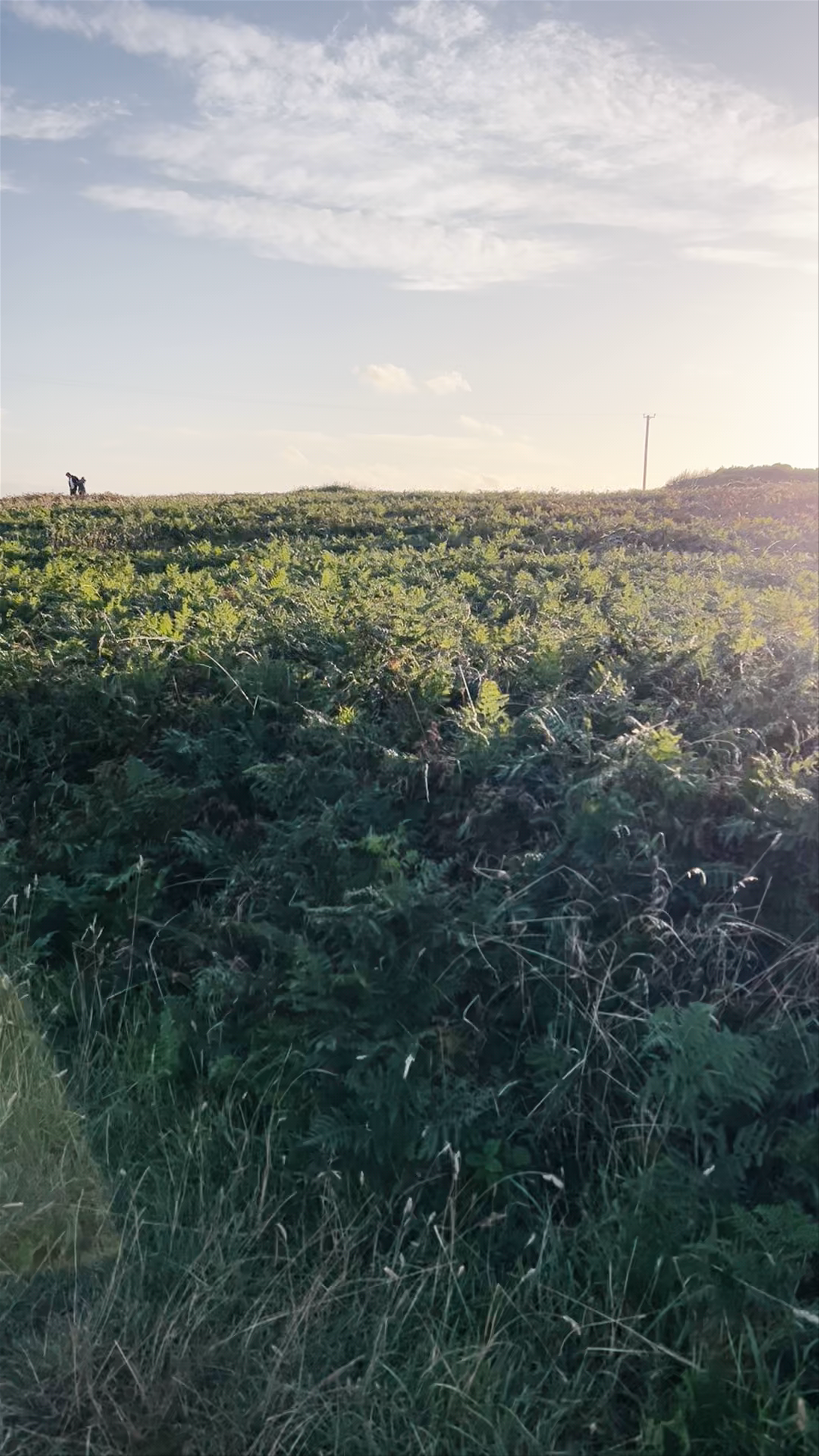 Howth Cliff Walk: Serene Coastal Adventure Near Dublin