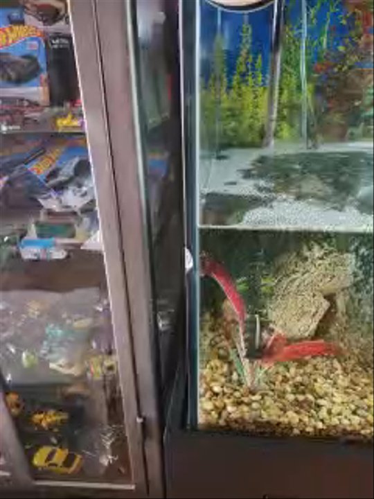 Elite Aquaria - The chip after filling - Aquarium Services Near Me - Stamford, Connecticut