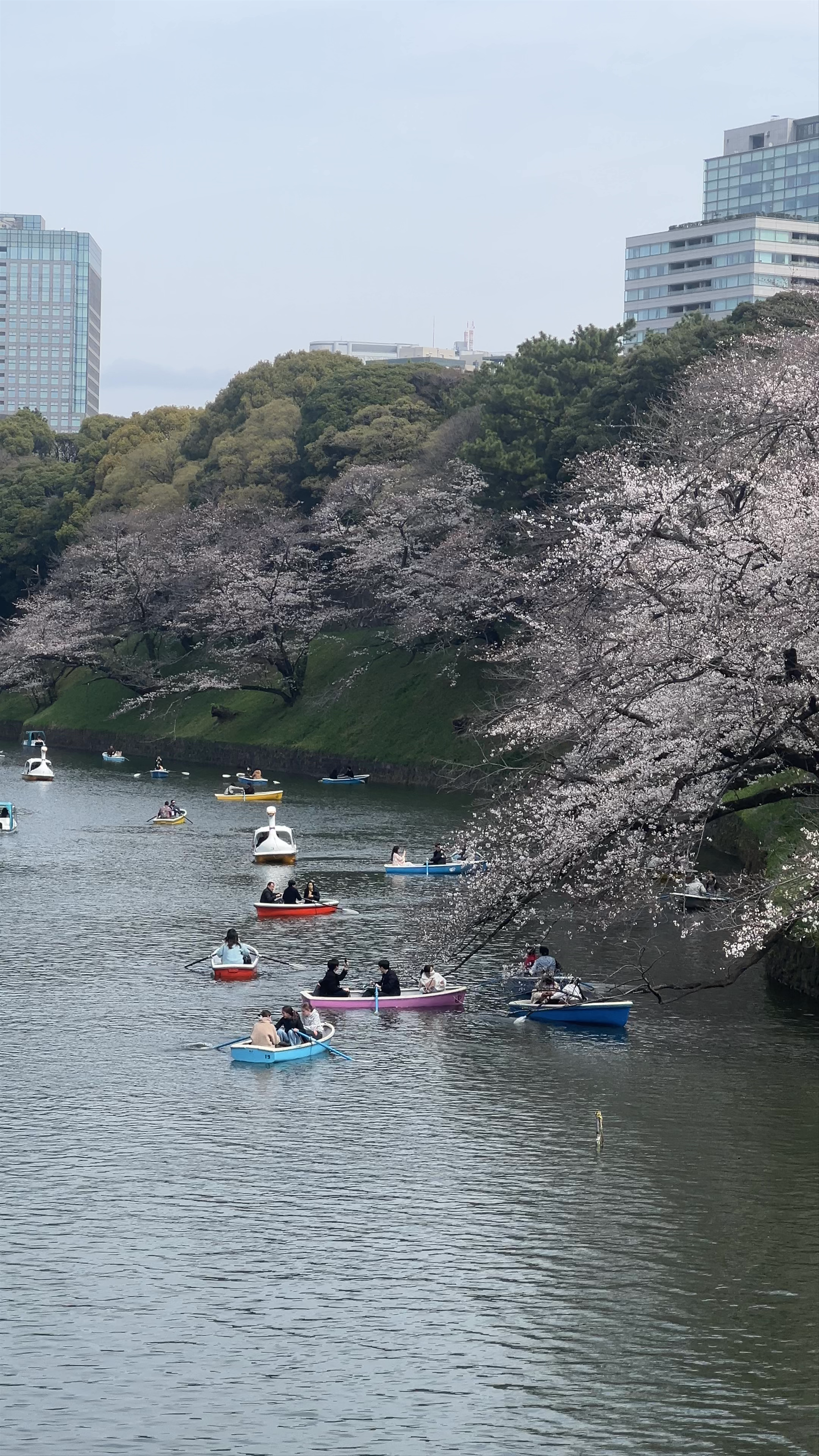 Springtime Serenity at Chidorigafuchi Boat Pier, Tokyo