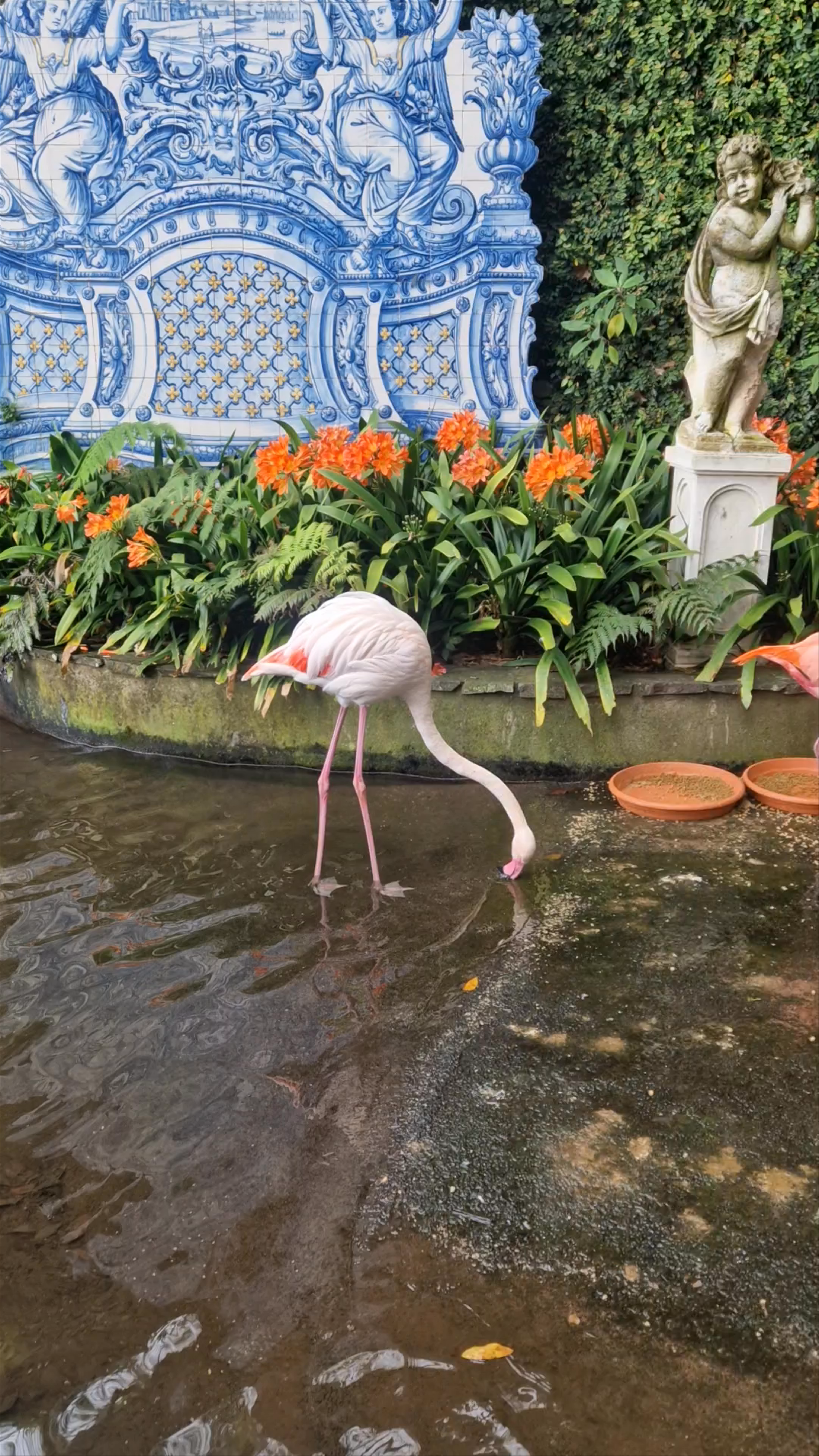 Enchanting Flamingos at Palácio Monte Palace, Madeira