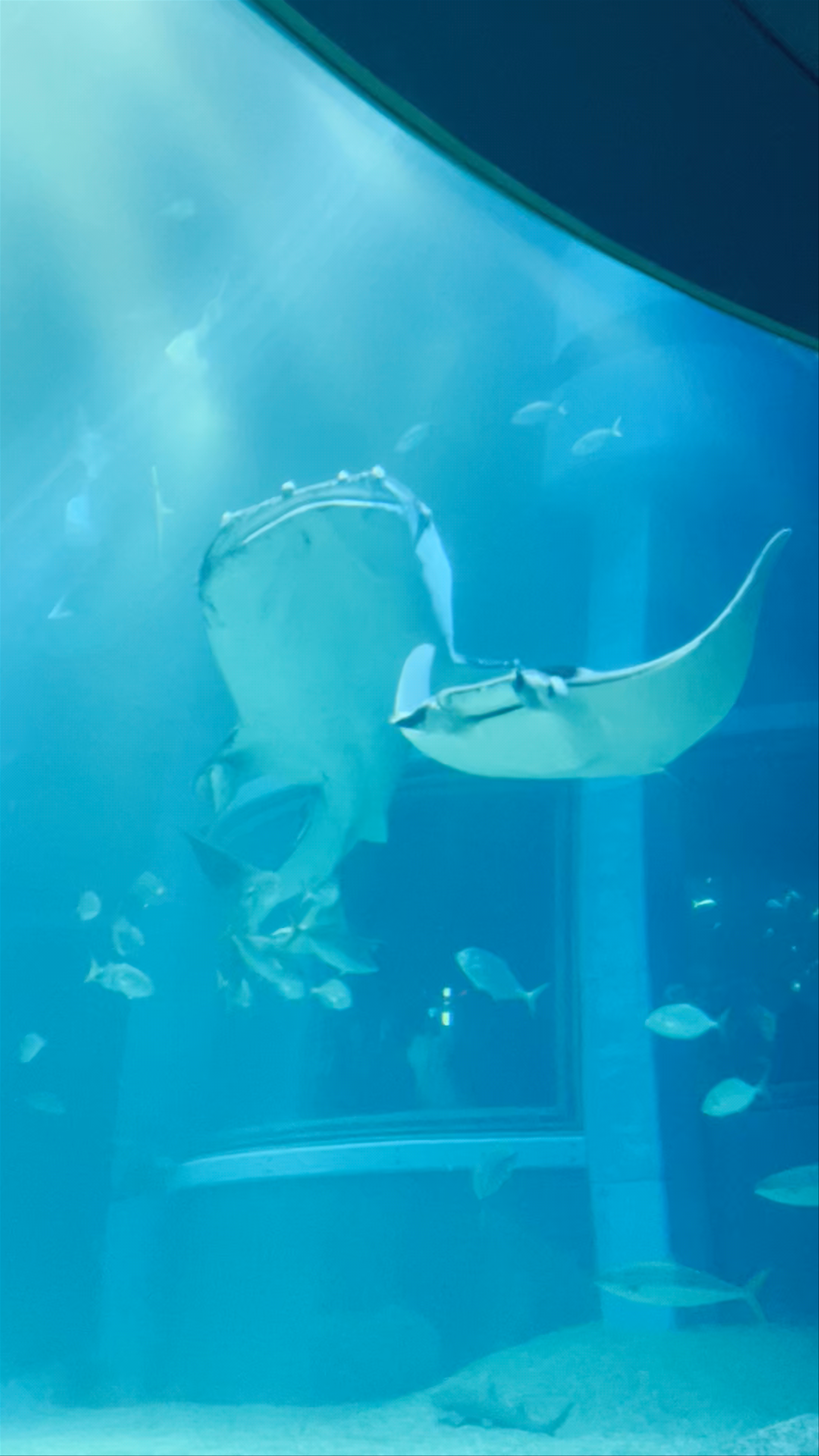 Osaka Aquarium: Majestic Marine Life Immersion