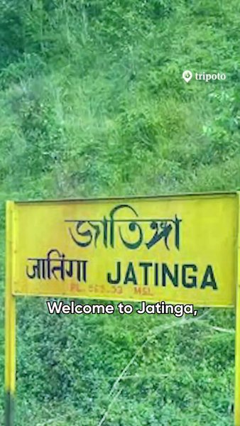 Photo of Jatinga, Assam: Scie