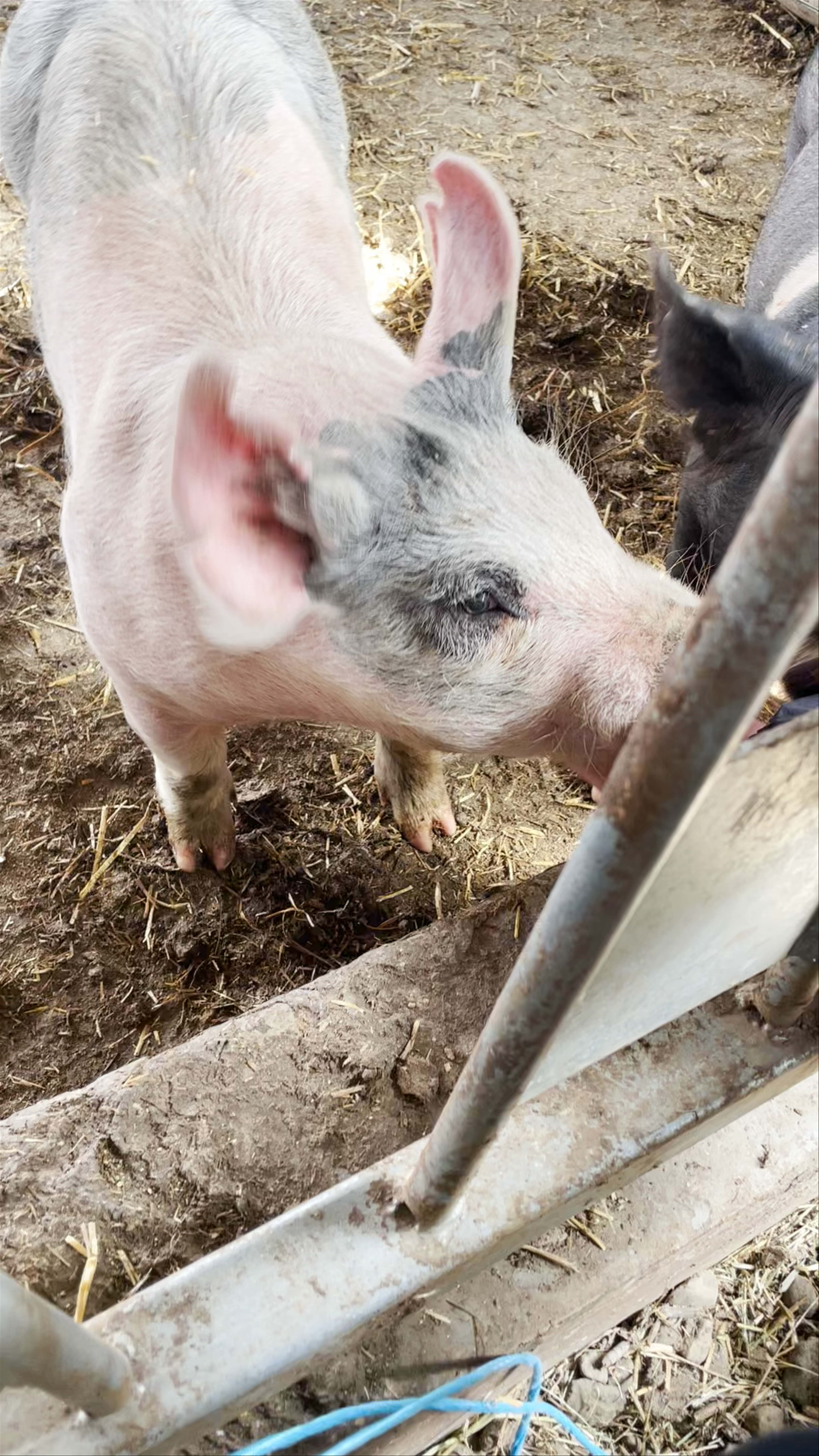 Heber Valley Milk & Artisan Cheese