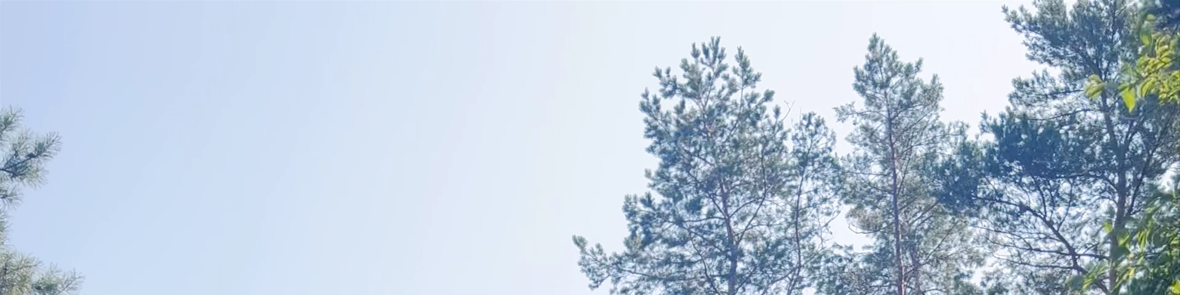 Pine trees of Rainis