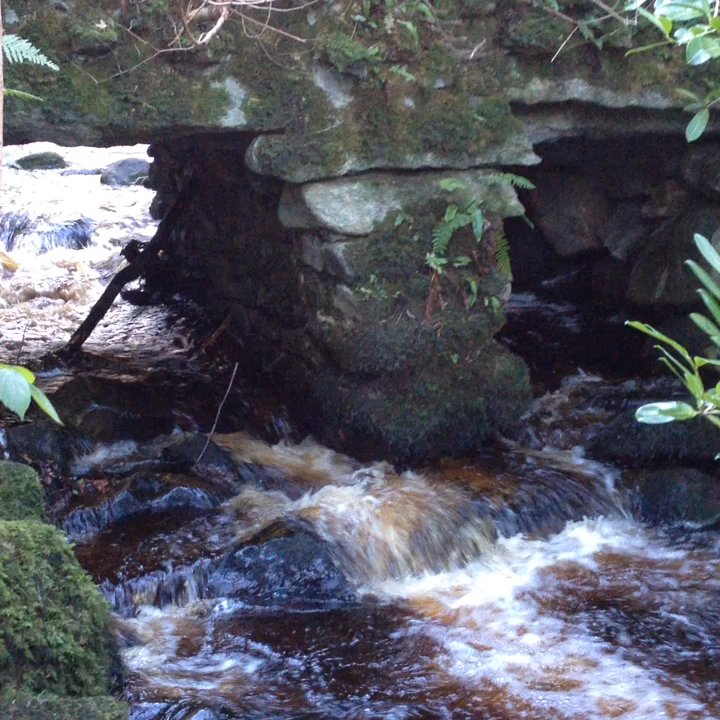 Massy's Estate - Hiking Near Me - Co. Wicklow, WW