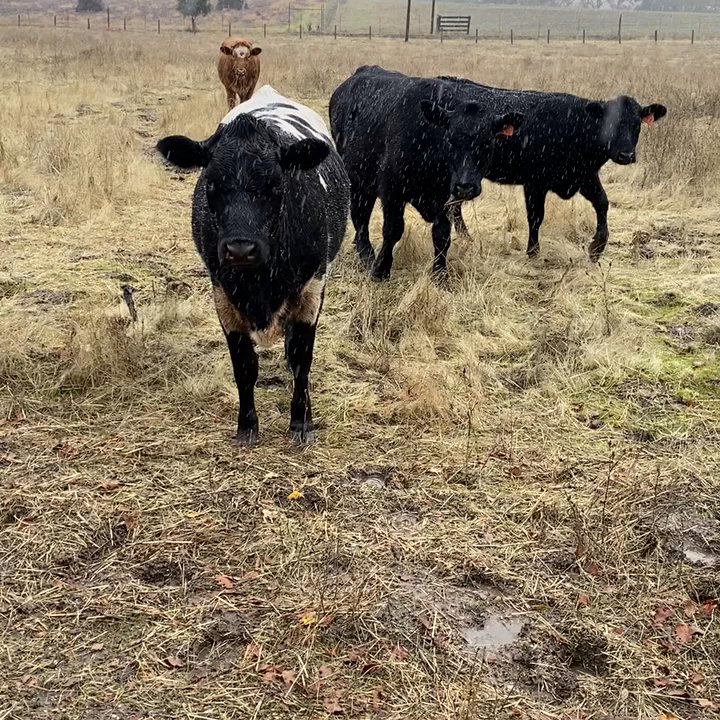 Kindred Oak Farm - Very friendly cows that roam the acres of land. Meditation walk. - Bed & Breakfast Near Me - Paso Robles, California