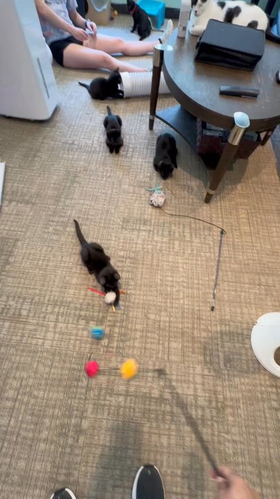 The Pawsitive Cafe - Themed Cafes Near Me - Rochester, New York