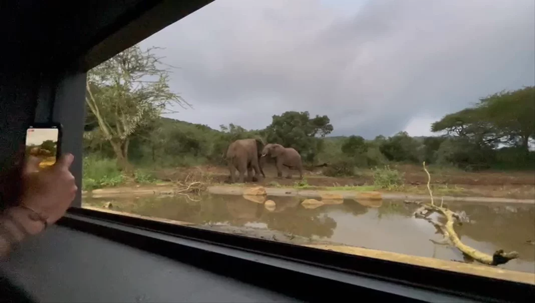 Elephants stand at the far side of a waterhole, seen low across the water from the hide.