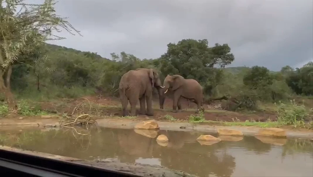 Elephants stand at the far side of a waterhole, seen low across the water from the hide.