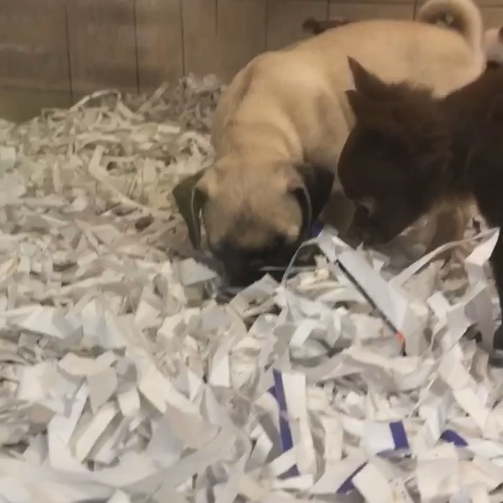 All Pets Club - Disgusting about  15 puppies all together in one section. This same puppy ate a plastic shredding that I witnessed. These poor puppies. - Pet Stores Near Me - Branford, Connecticut