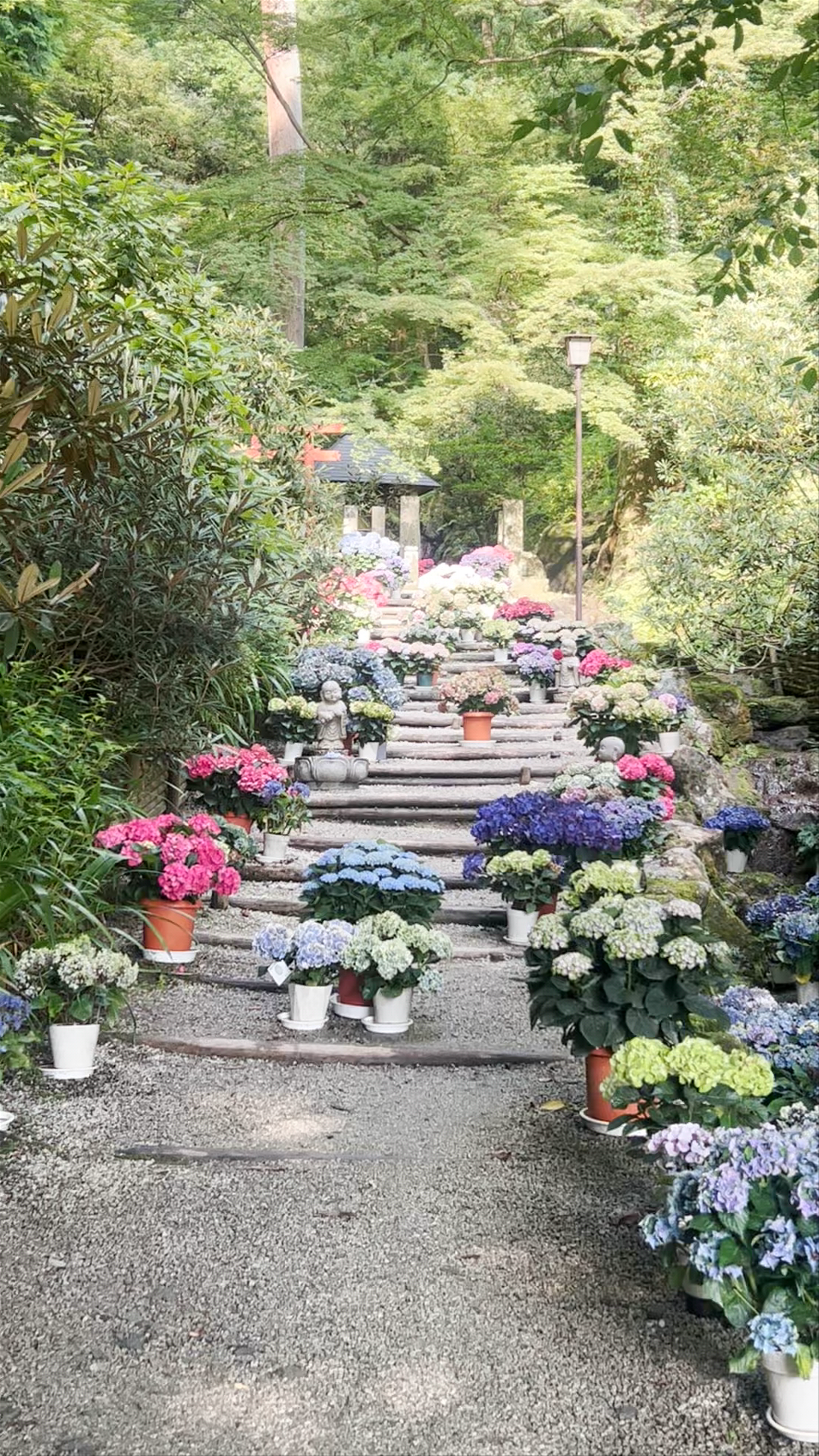 Okadera Hydrangea Pathway: A Floral Retreat in Asuka, Nara
