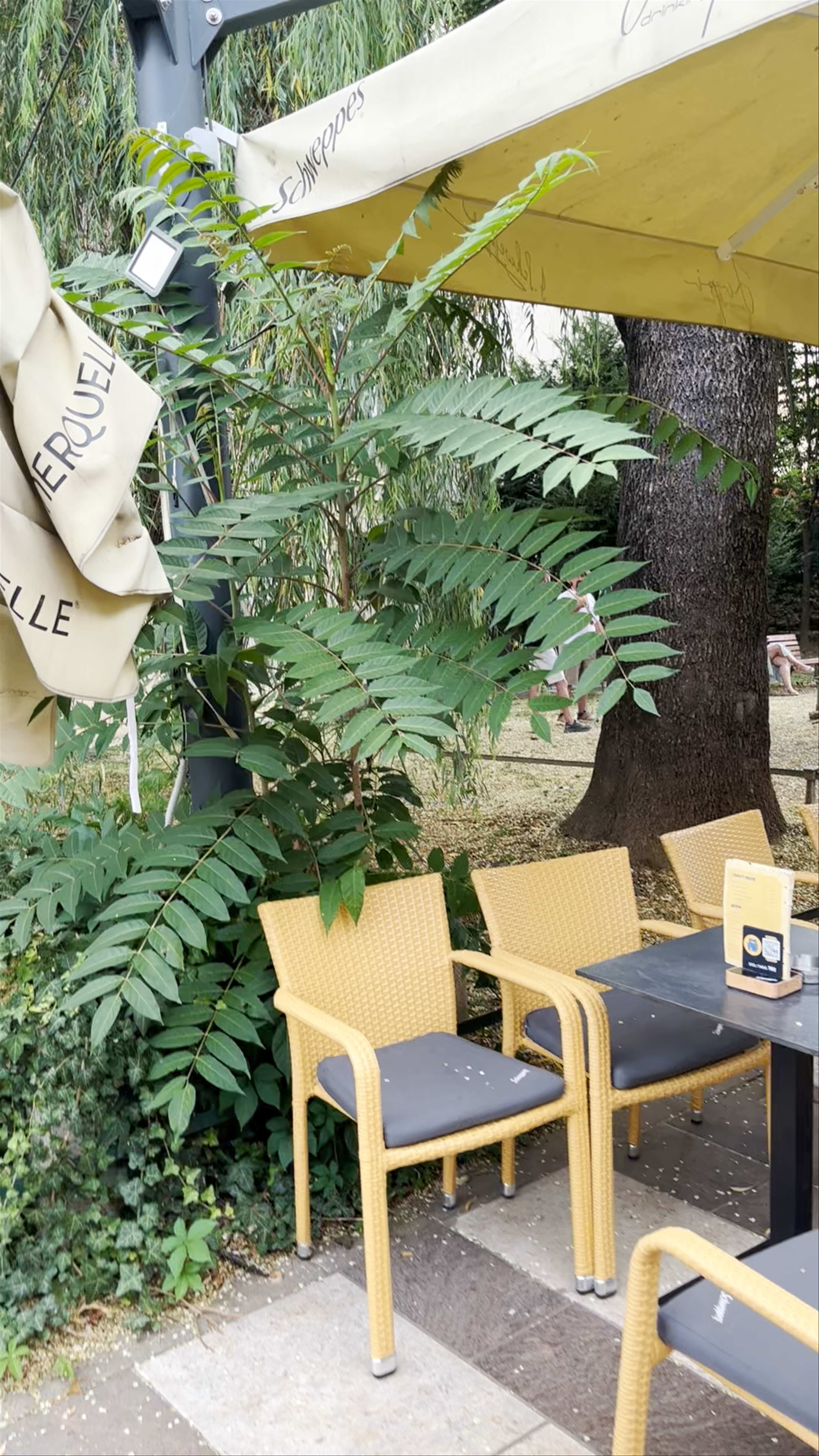 Charming Outdoor Cafe Scene on Ul. Ivana Tkalčića, Zagreb