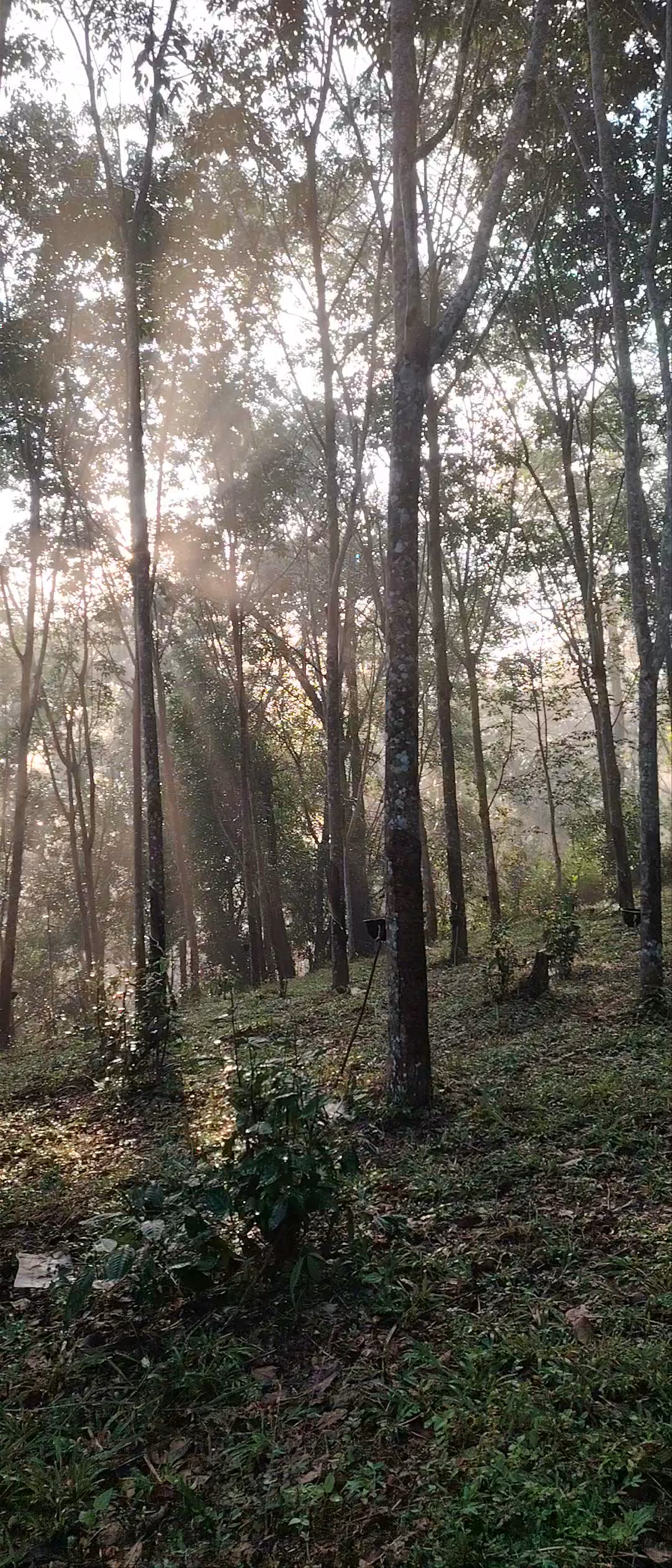 Pa Pae Meditation Retreat: Serene Forest Tranquility in Chiang Mai