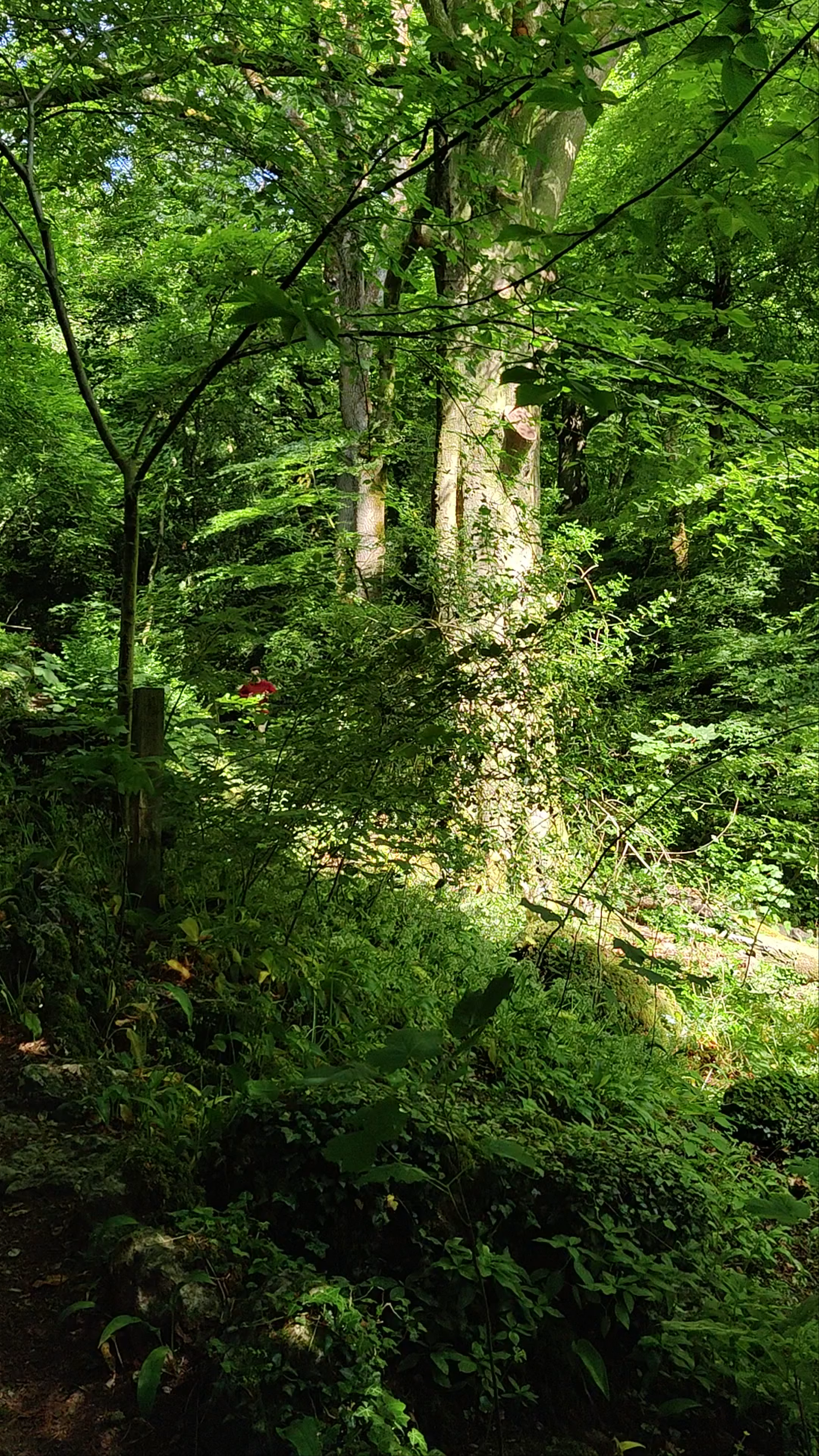 Exploring the Lush Trails Along River Kent in Kendal, UK