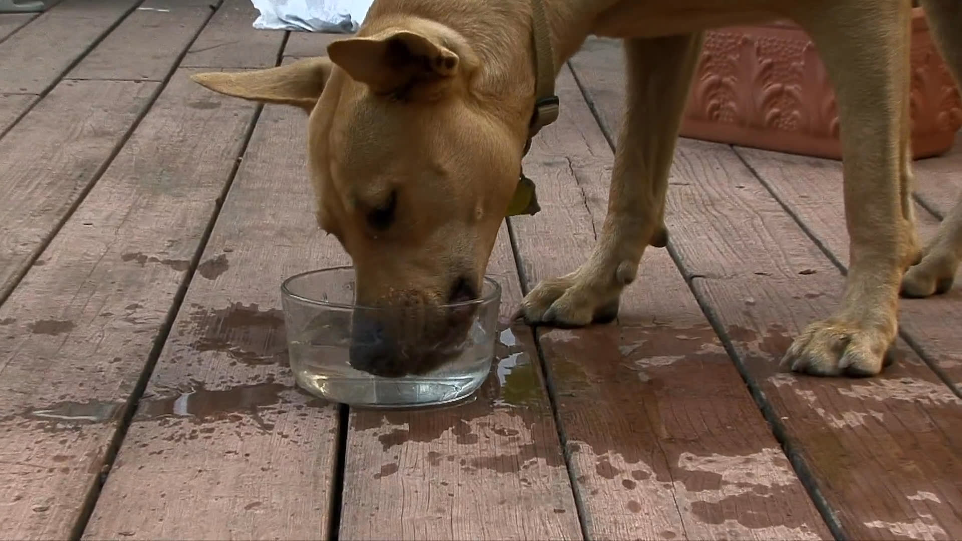 A dog drinks water from a bowl on an outdoor deck while editors review the footage on computer monitors.