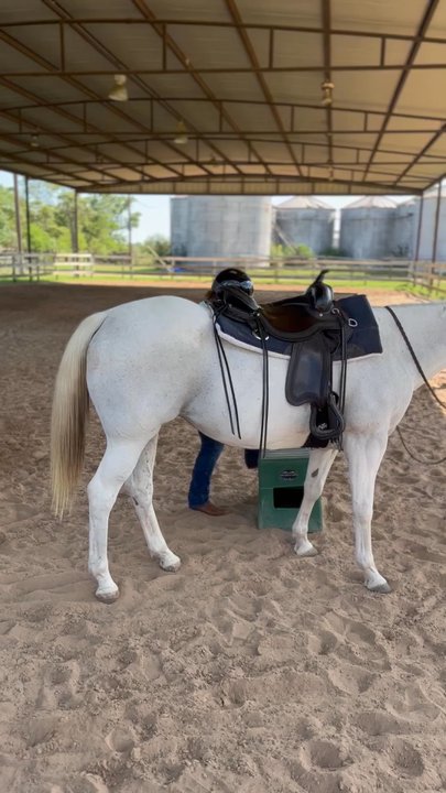 Charlotte's Saddlery - I bought the saddle from Charlotte's and it is perfect. - Horse Equipment Shops Near Me - Tomball, Texas