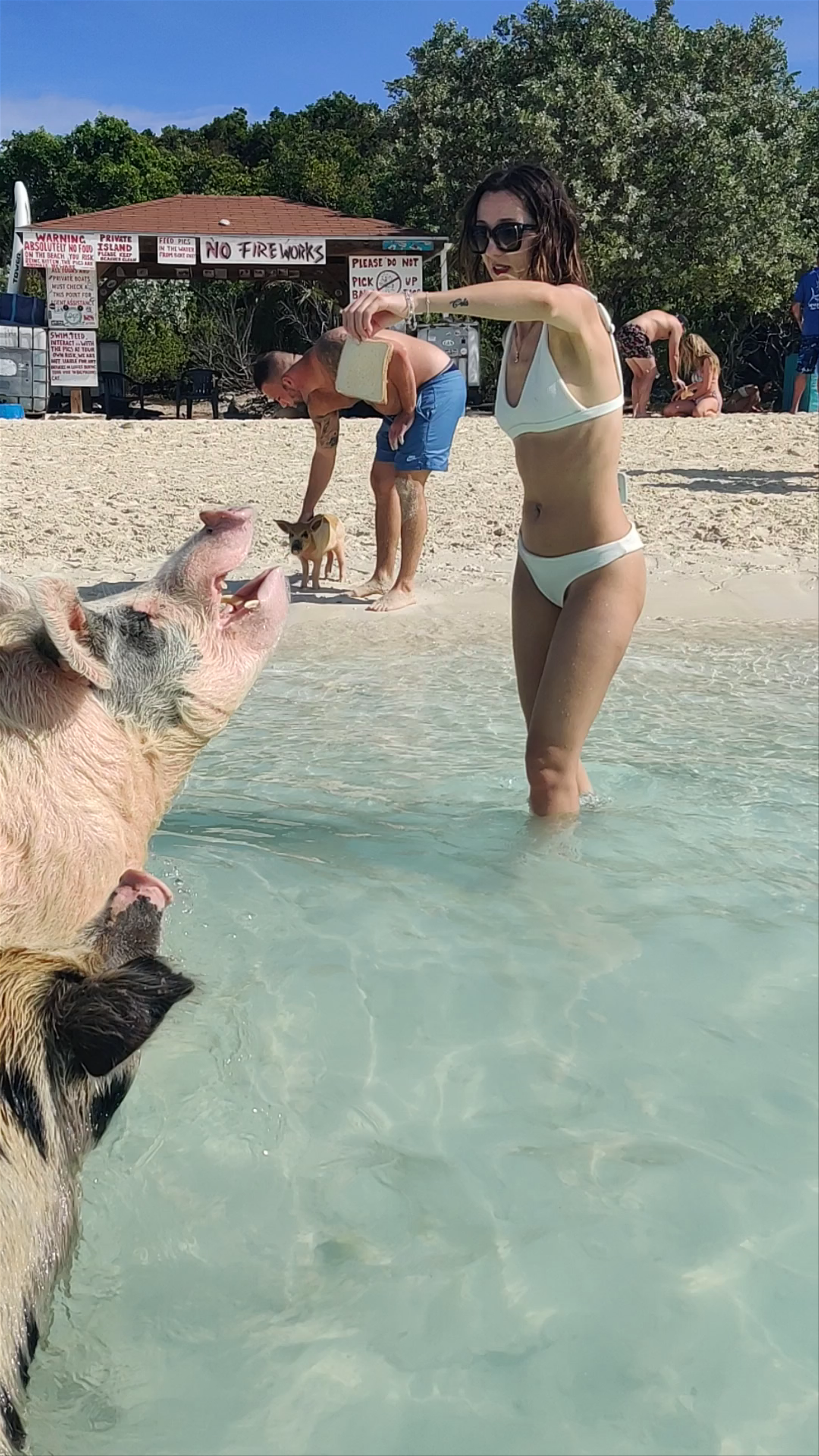 Pig Beach
