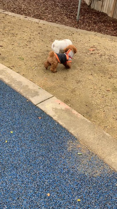 Franco Park - Parks Near Me - Cupertino, California