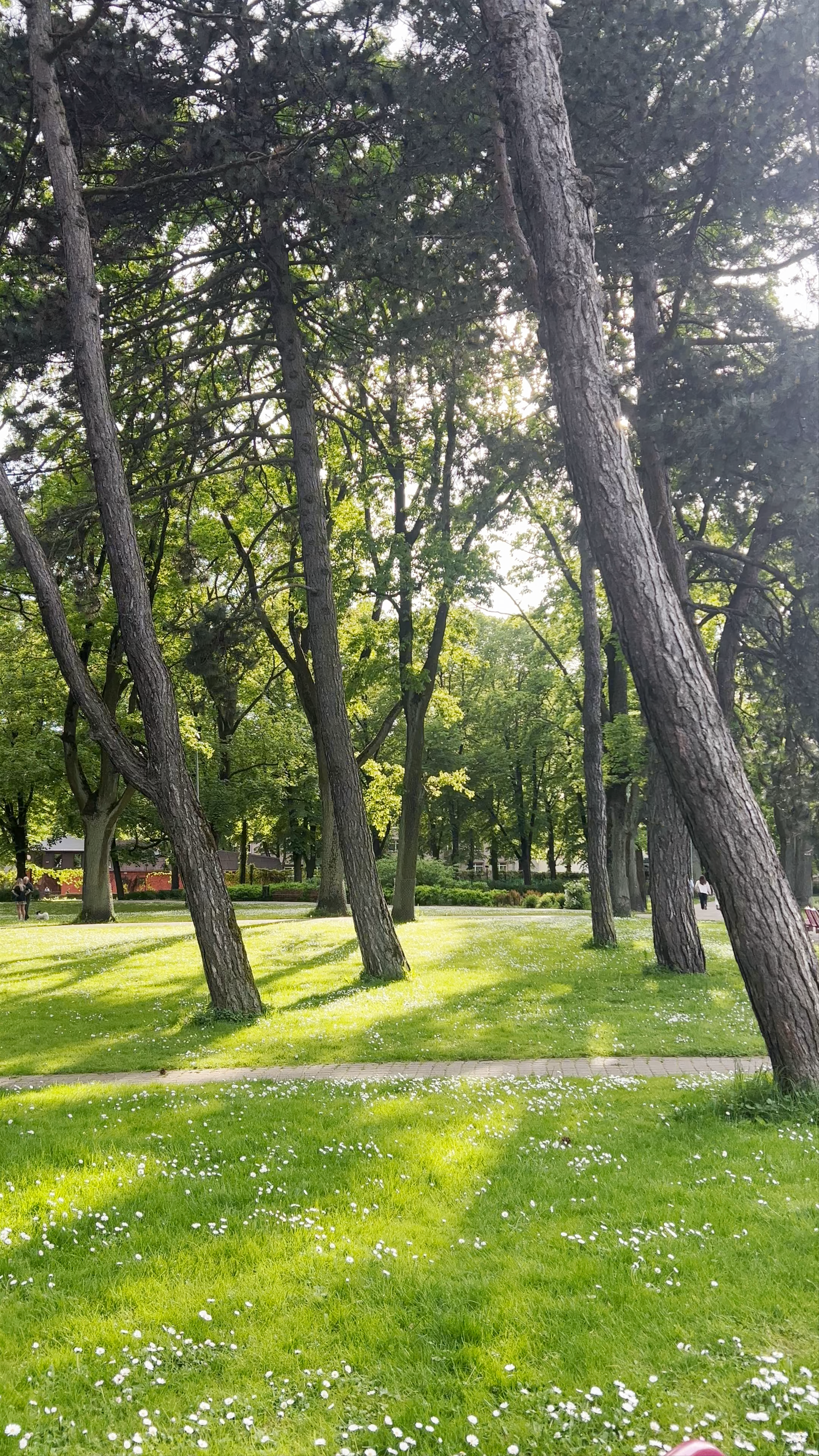 Sunlit Serenity at Kronvalda Park, Riga