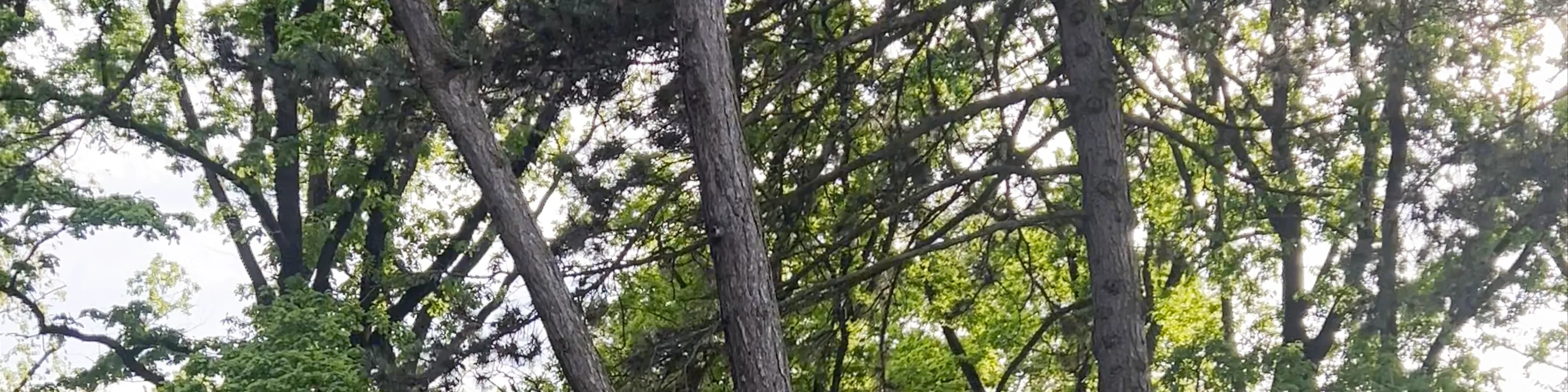 Kronvalda Park