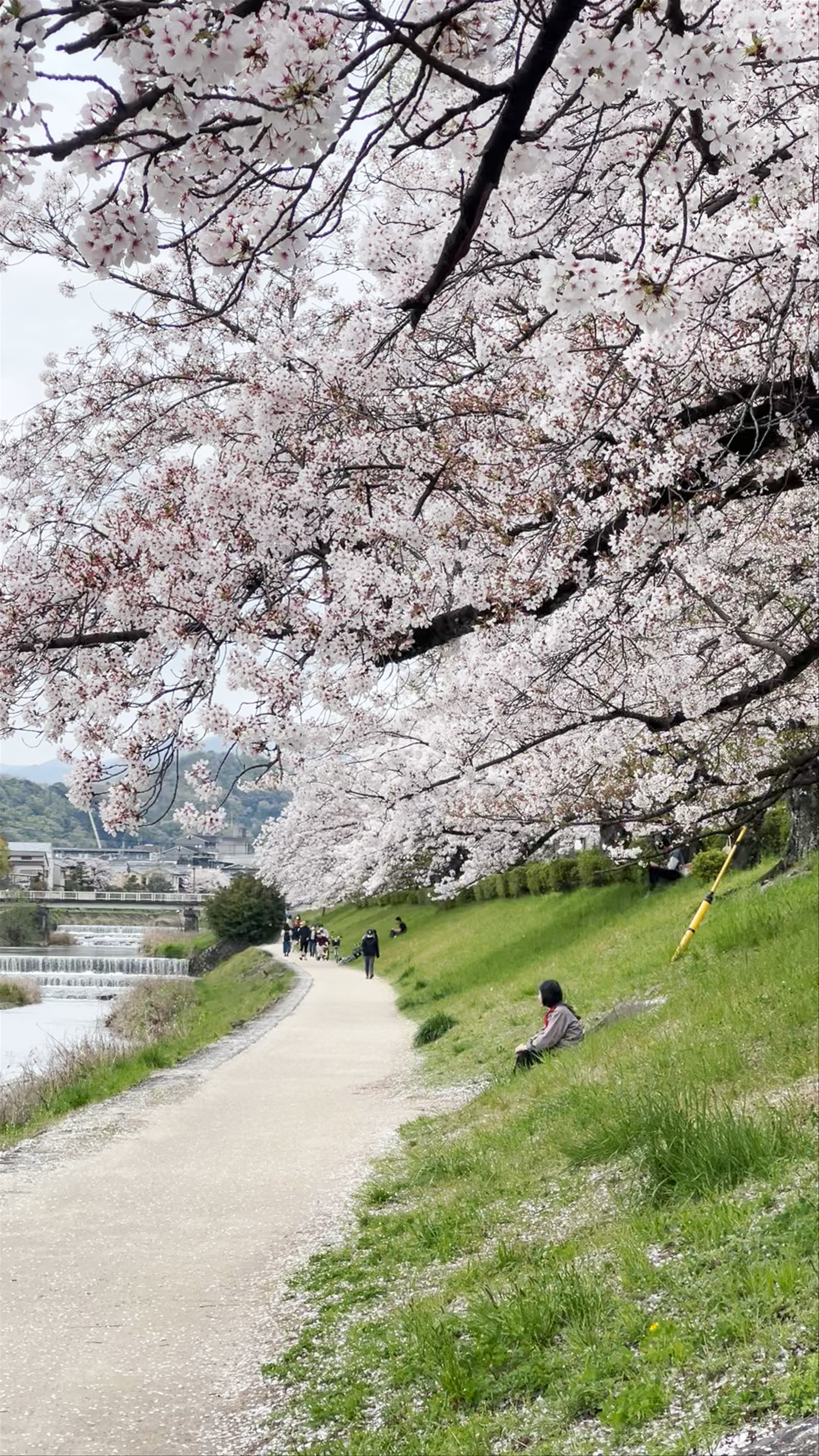 Spring Blossoms Along Kamo River, Kyoto
