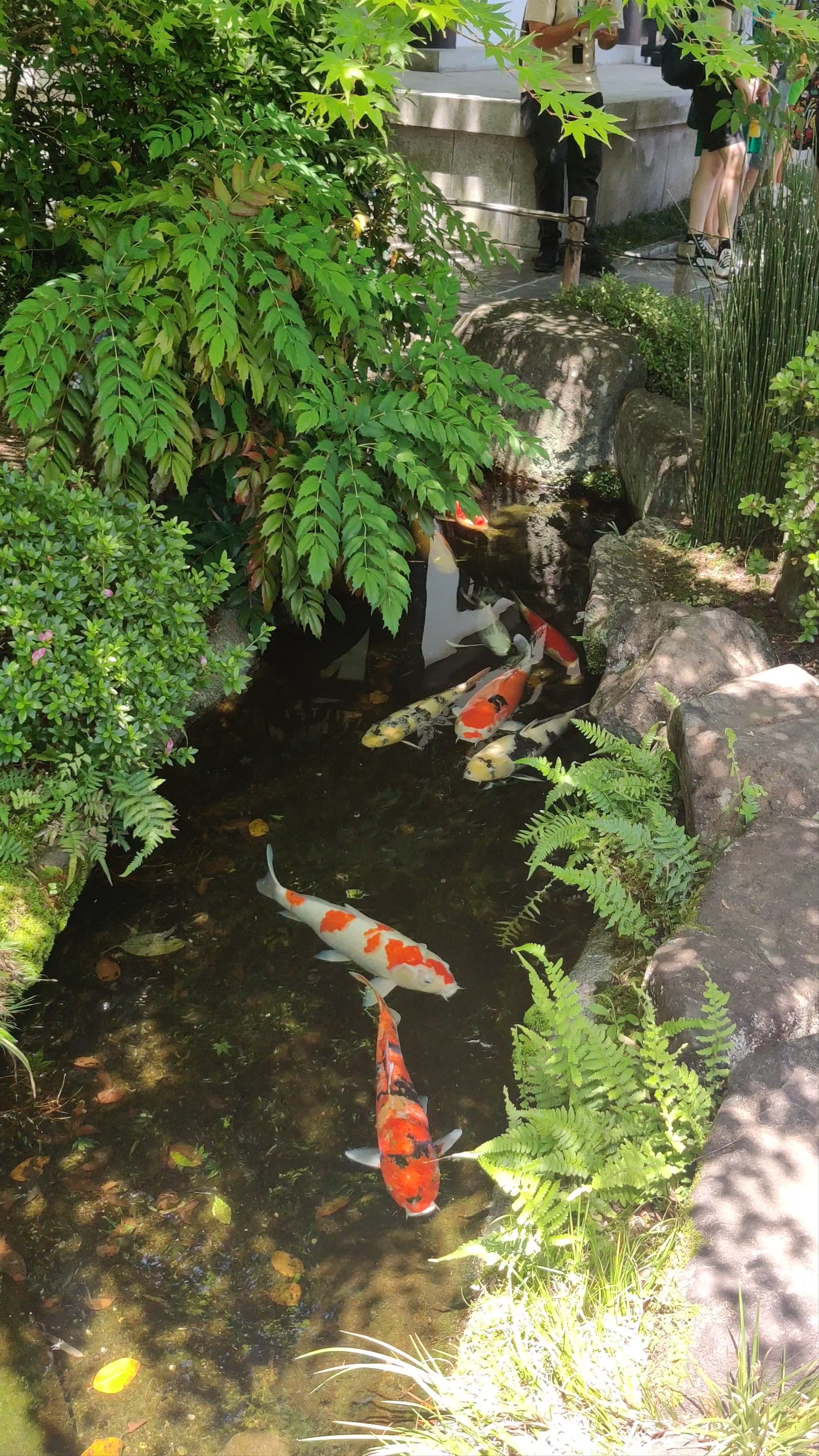 Serene Koi Pond at Hasedera Temple, Kamakura