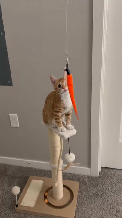 Heidi's Village - Pet Adoption Near Me - Phoenix, Arizona
