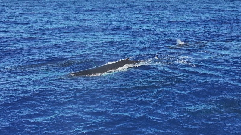 Humpback Whales Aerial poster