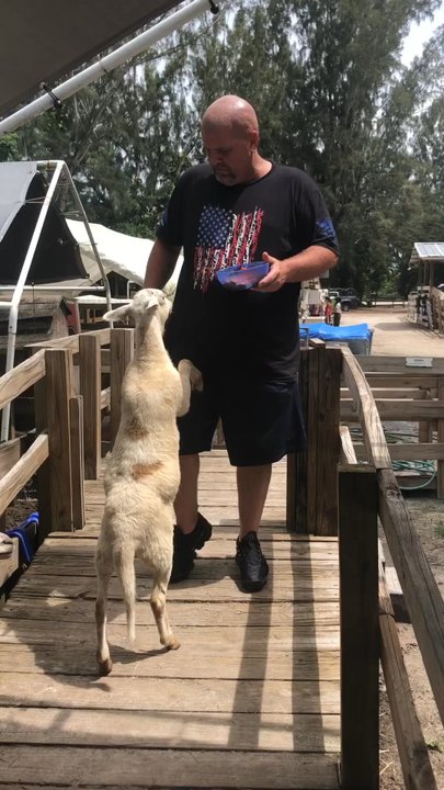 ​Happi Farm - The goats are so sweet and adorable - Community Service/Non-Profit Near Me - Davie, Florida