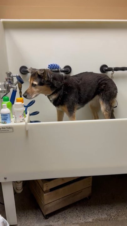 Happy Hound - Self serve dog wash - Pet Stores Near Me - Leesburg, Virginia