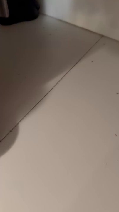Emerald Isle Realty  - Ants on counters - Property Management Near Me - Emerald Isle, North Carolina