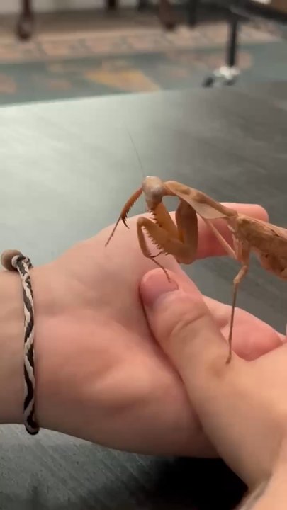 PORTLAND INSECTARIUM - Updated March 2026 - 44 Photos - 5429 N Moore ...