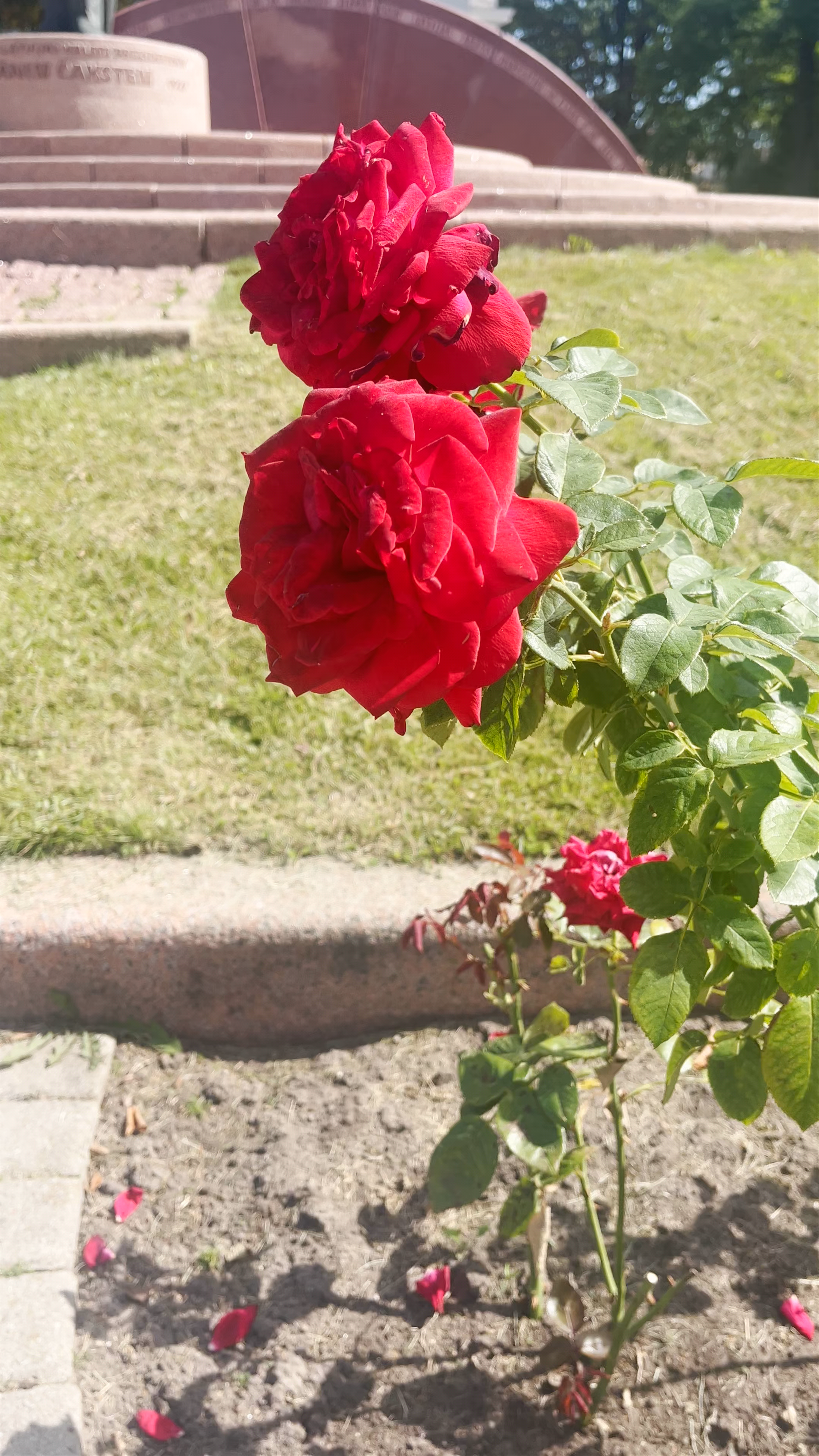 Sunlit Roses and Historic Monument at Lielā iela, Jelgava