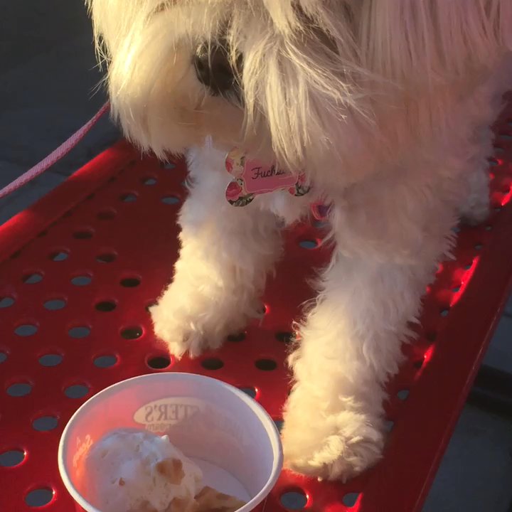 Bruster's Real Ice Cream - Fuchsia enjoying doggie ice cream - Ice Cream & Frozen Yogurt Near Me - Huntington Beach, California