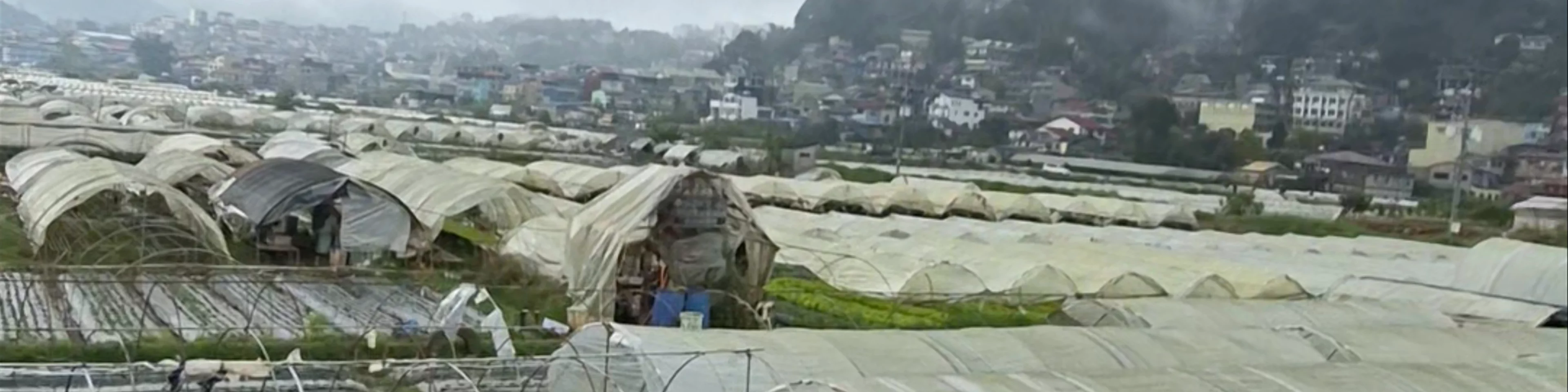 Strawberry Farm