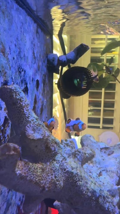 Deep Sea Creations - Aquarium Services Near Me - Temecula, California