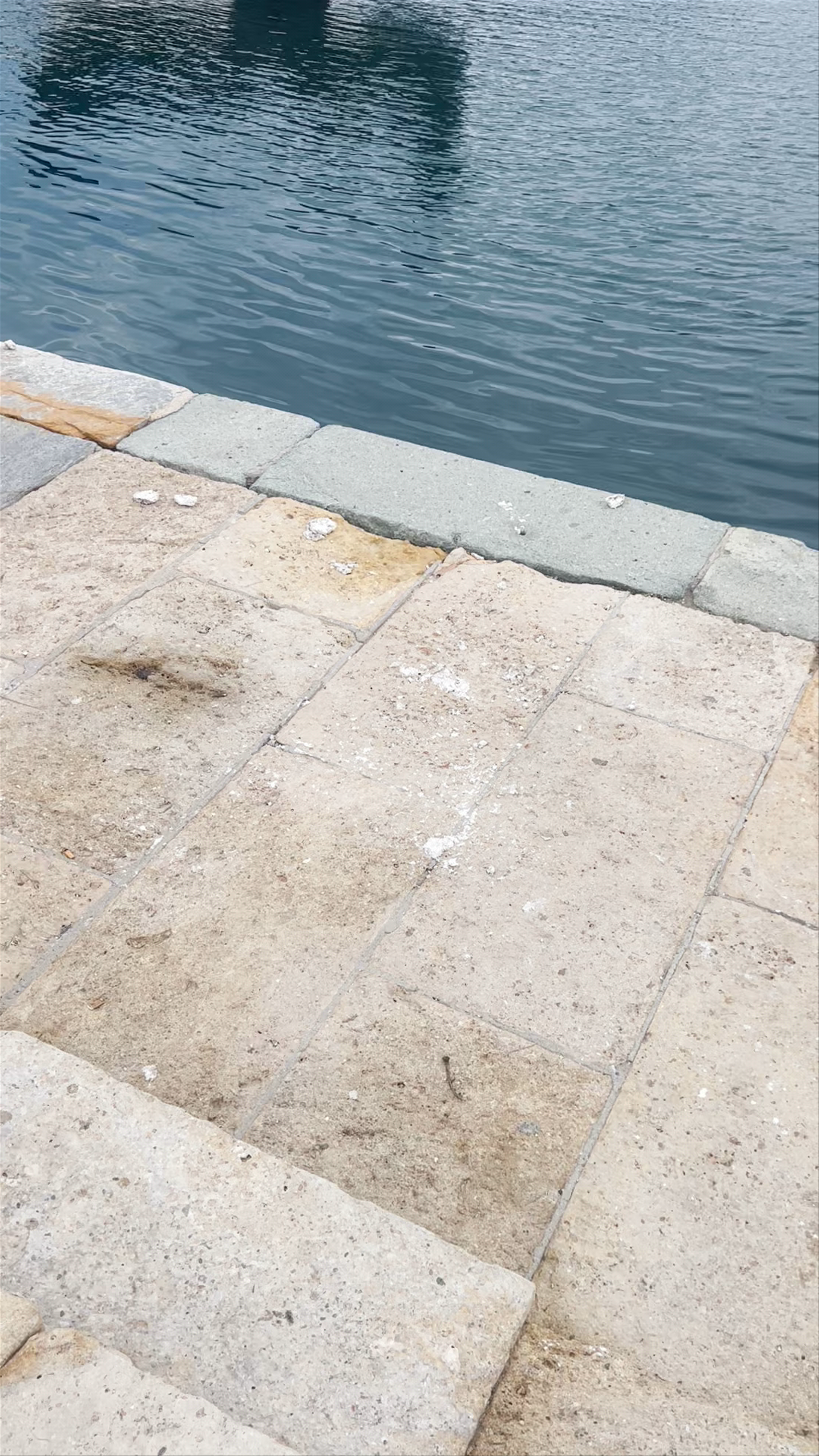 Cola de ballena