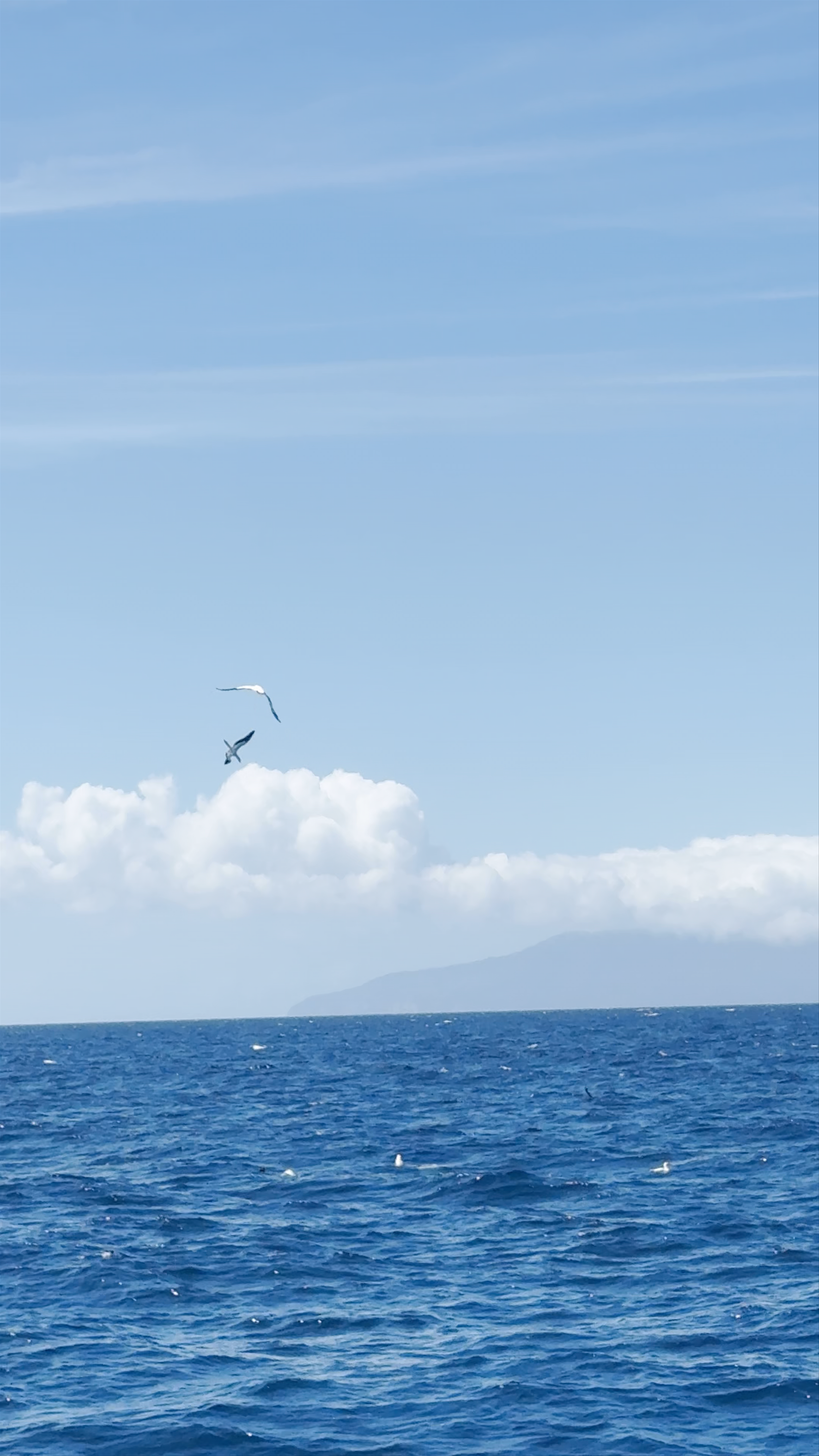Auckland Whale & Dolphin Safari