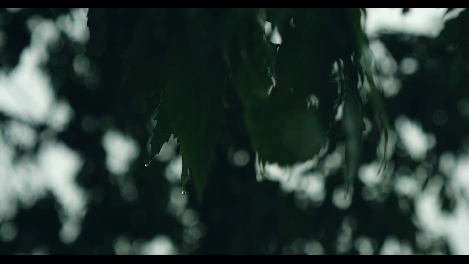 Leaves Dripping