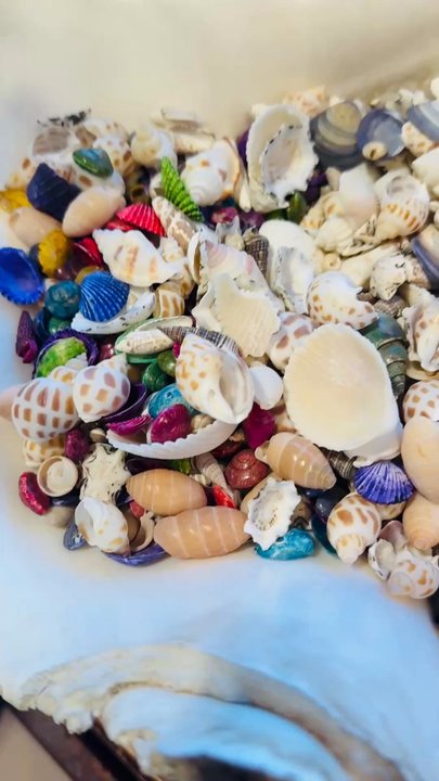 Ye Olde Curiosity Shop - So many beautiful seashells! - Jewelry Near Me - Seattle, Washington