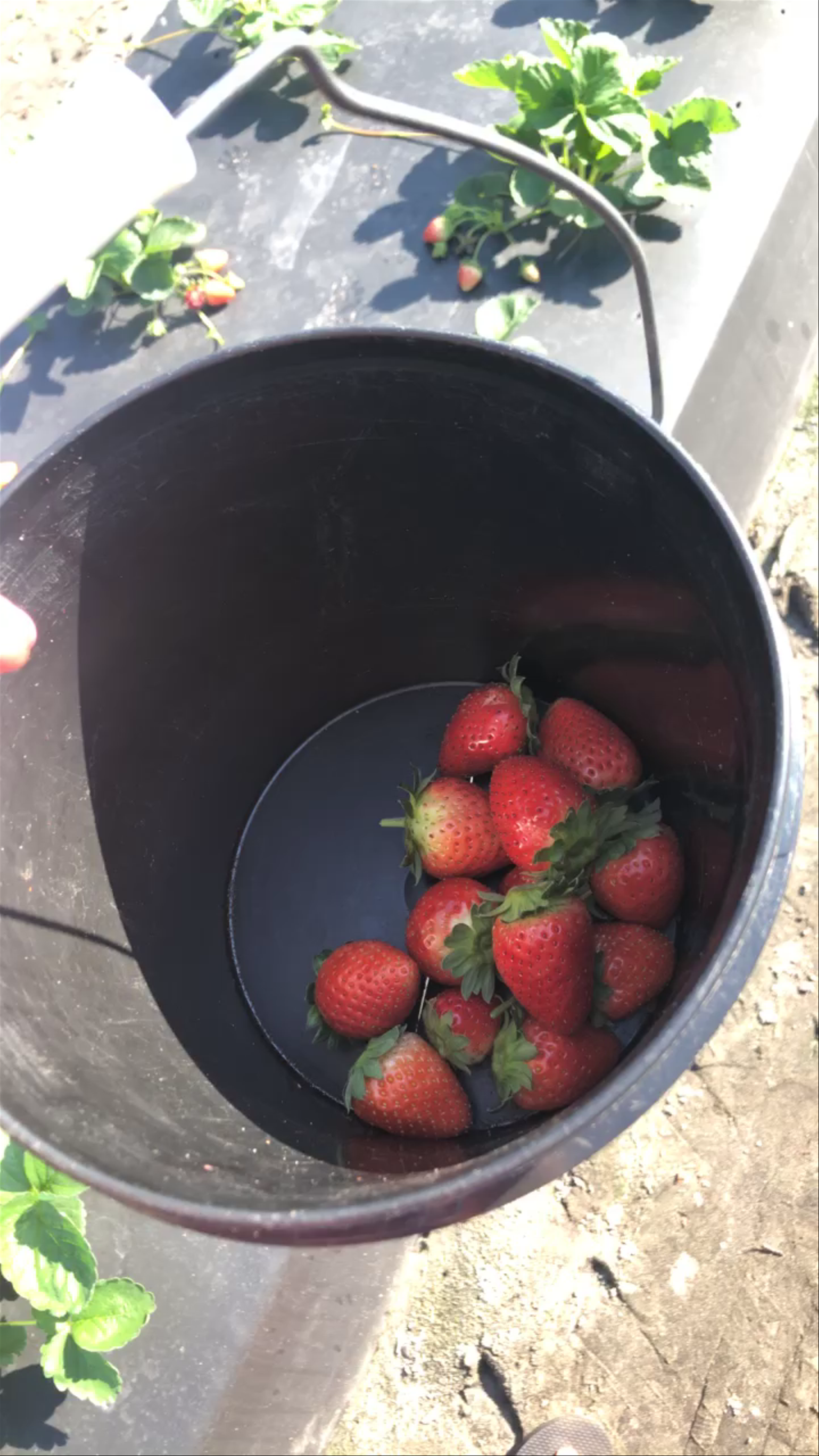 Bedner's Farm Fresh Market